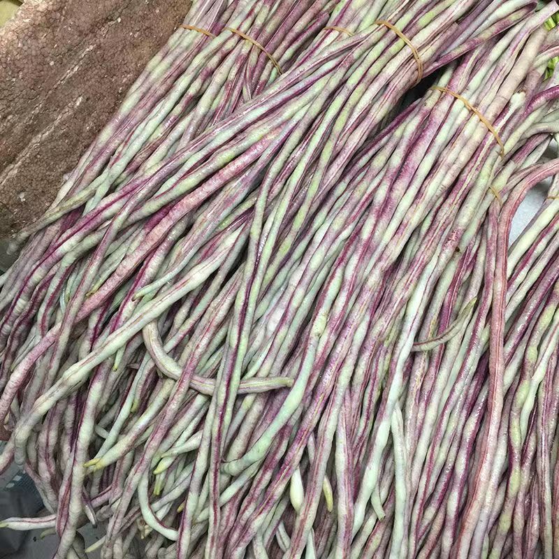无穷花002中熟豹纹花豇豆种子边缘白色荚颜色随温度变