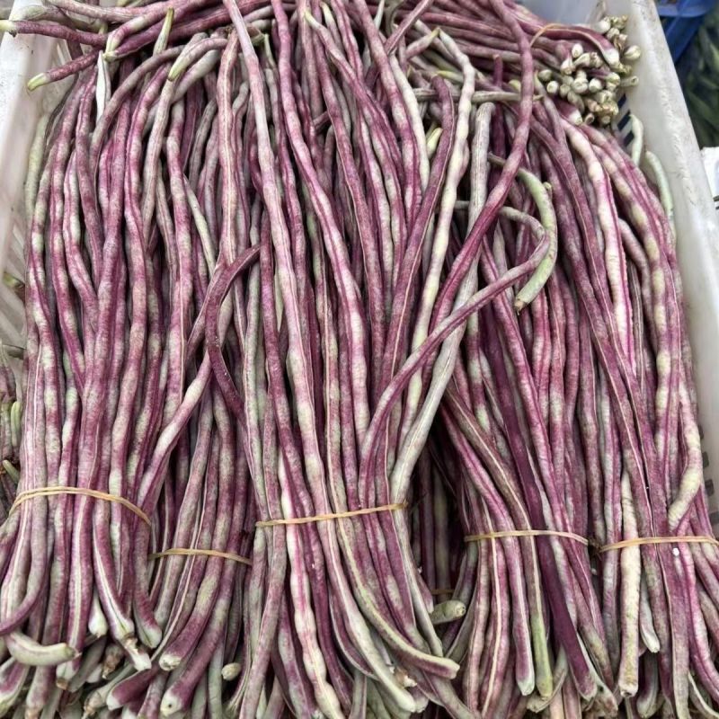 无穷花002中熟豹纹花豇豆种子边缘白色荚颜色随温度变