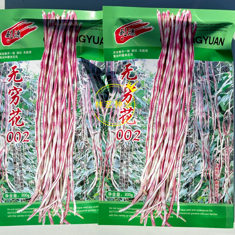 无穷花002中熟豹纹花豇豆种子边缘白色荚颜色随温度变