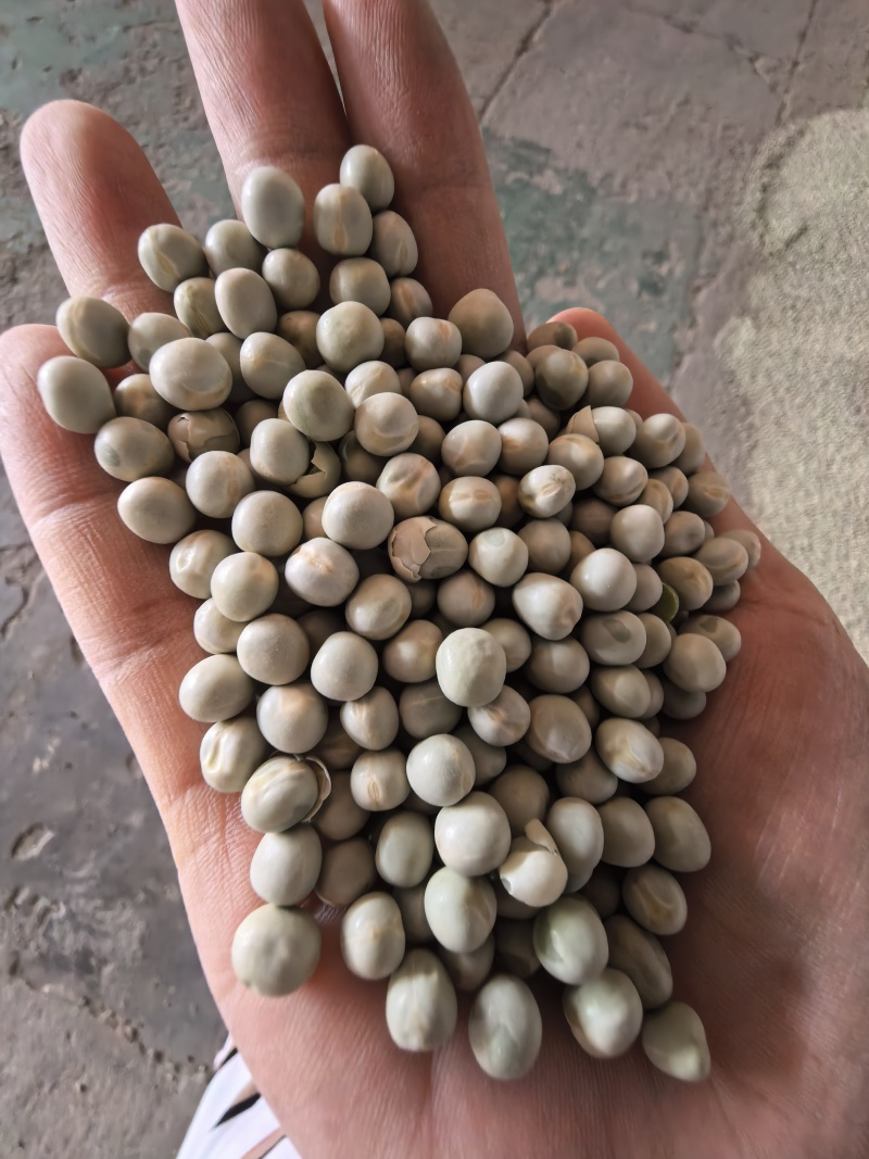 加拿大**好品质食品级新季绿豌豆青豌豆实拍青岛港现货