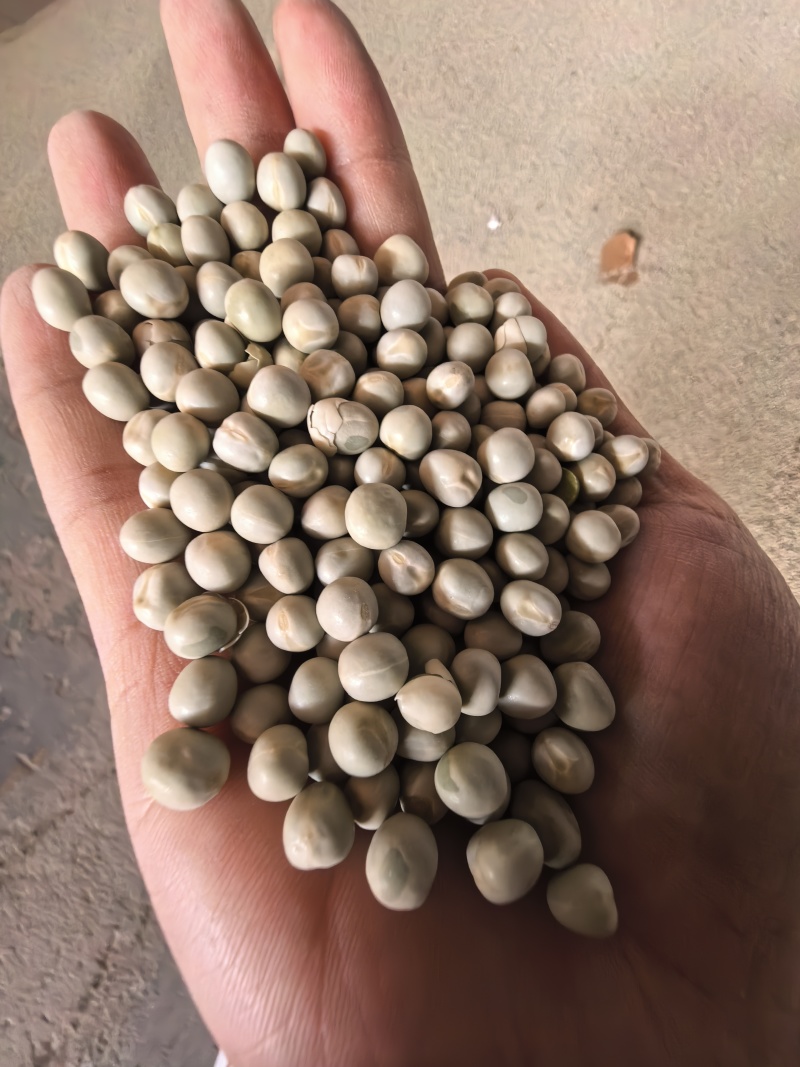 加拿大**好品质食品级新季绿豌豆青豌豆实拍青岛港现货