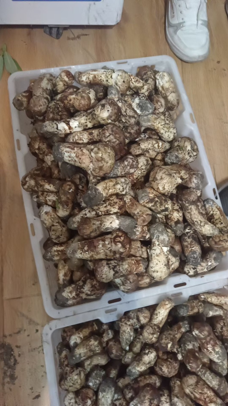 九龙高海拔松茸批发