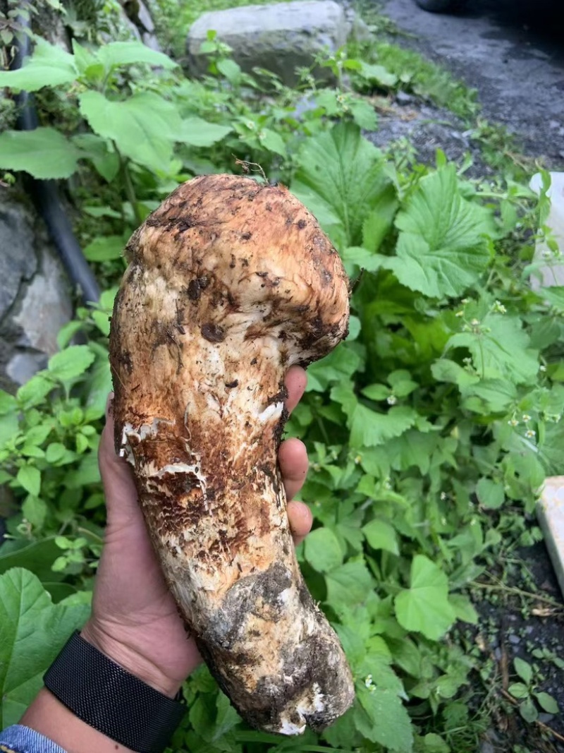 九龙高海拔松茸批发
