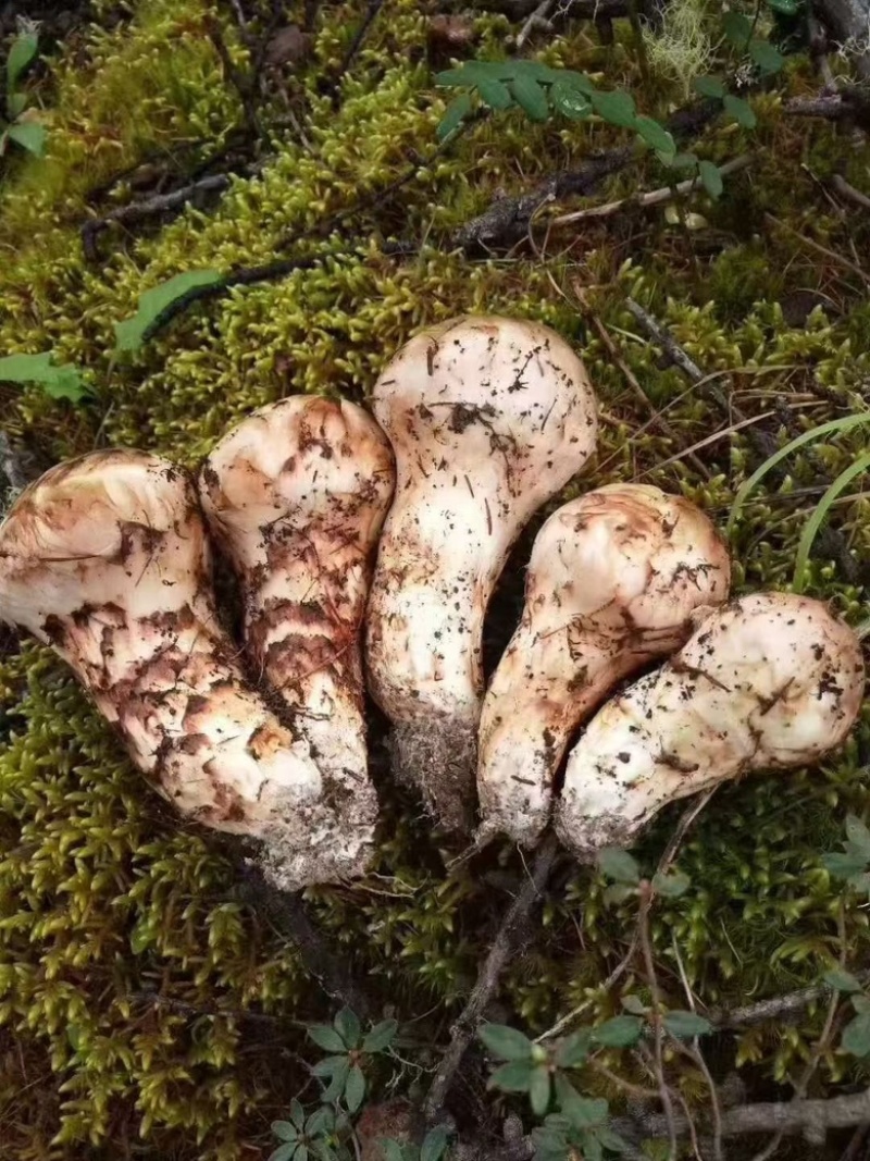九龙高海拔松茸批发