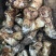 九龙高海拔松茸批发