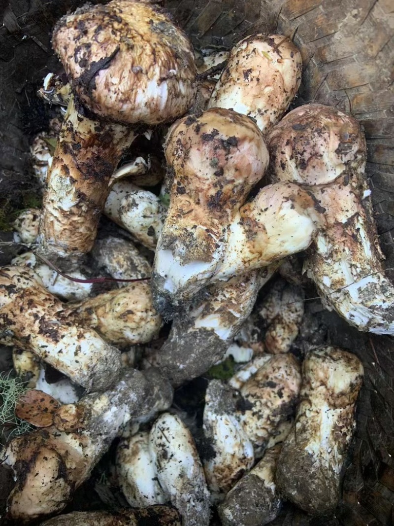 九龙高海拔松茸批发