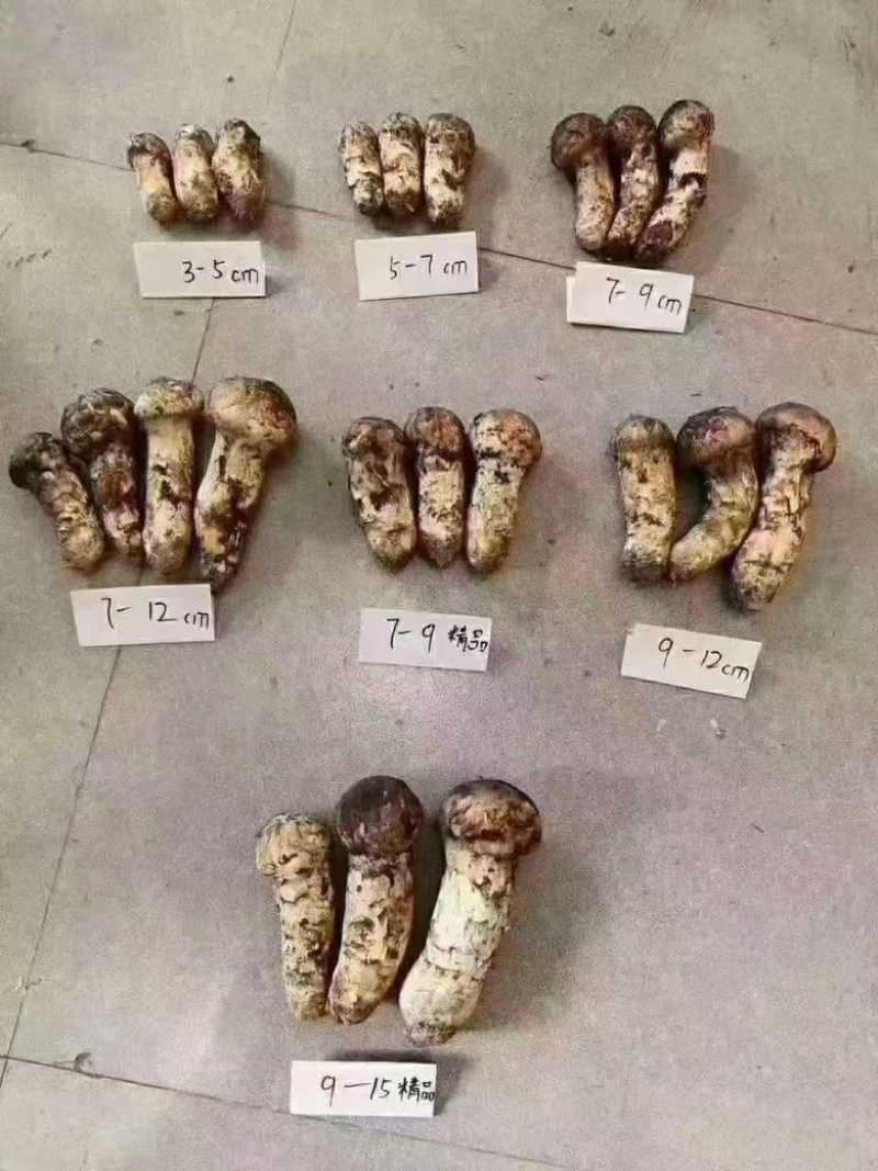 九龙高海拔松茸批发