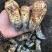 九龙高海拔松茸批发