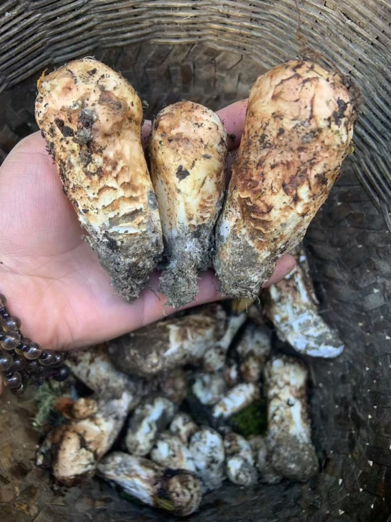 九龙高海拔松茸批发