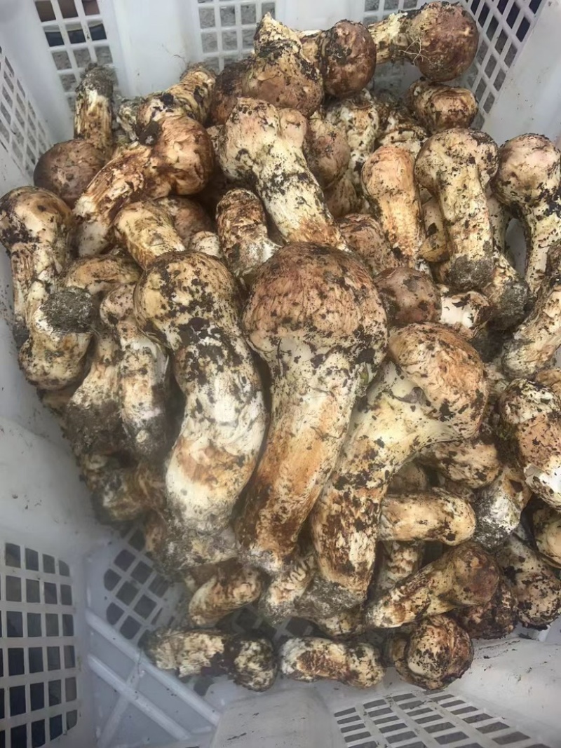 九龙高海拔松茸批发