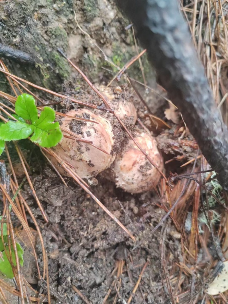 九龙高海拔松茸批发