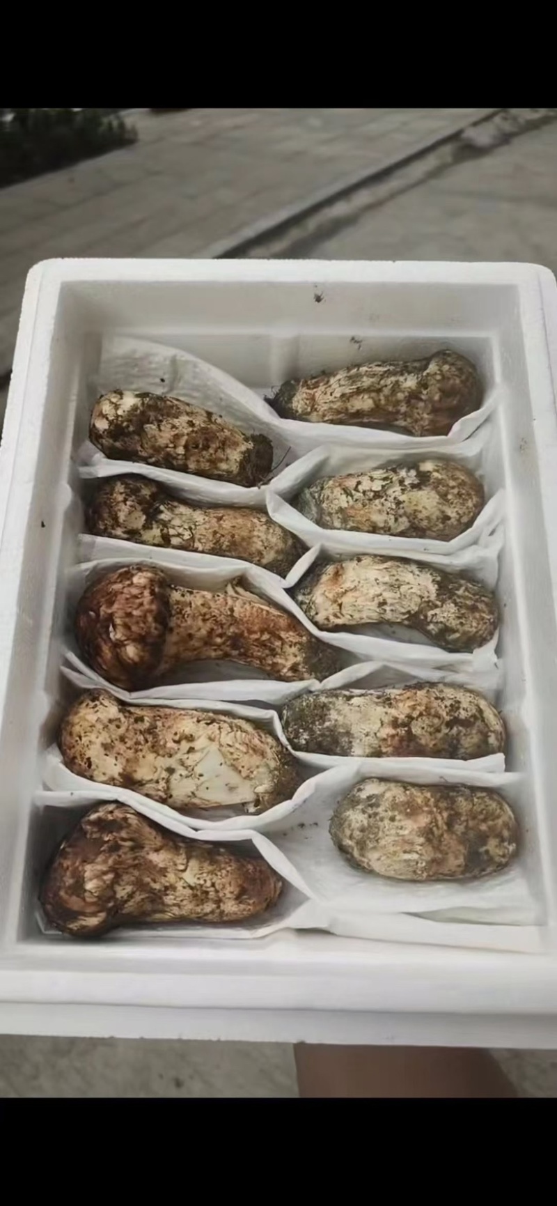 九龙高海拔松茸批发