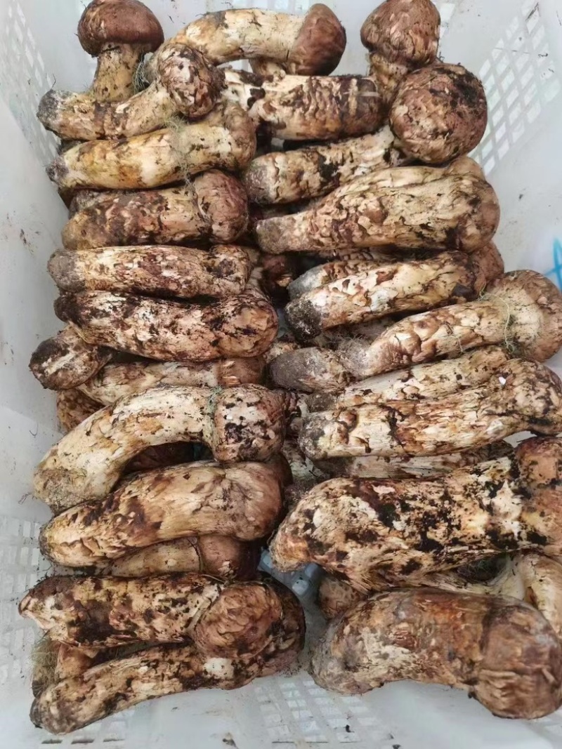 九龙高海拔松茸批发