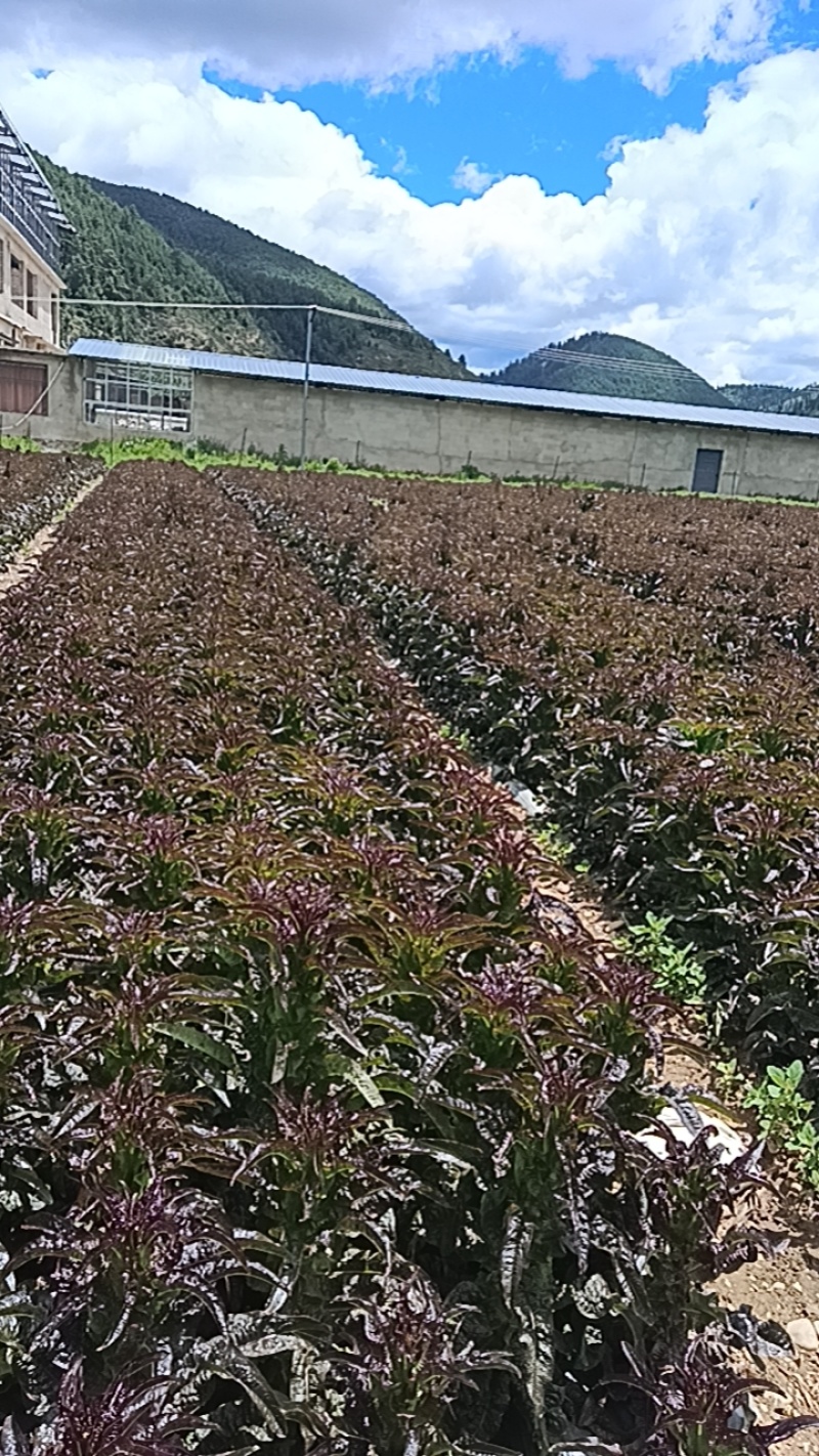 莴笋