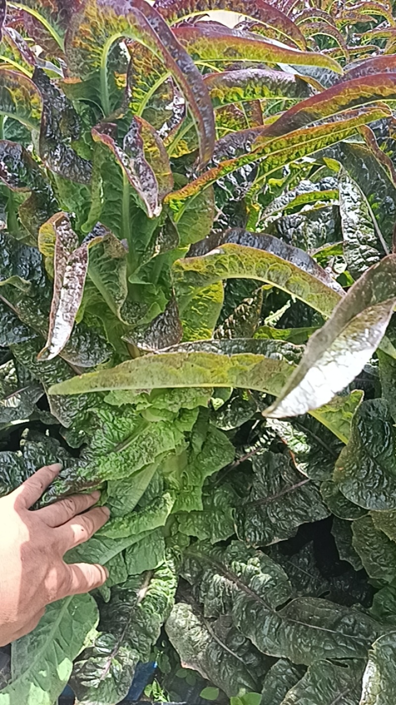莴笋