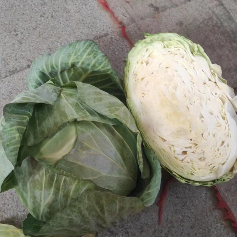 【热卖中】山东青岛平度扁包菜大量现货产地直发货