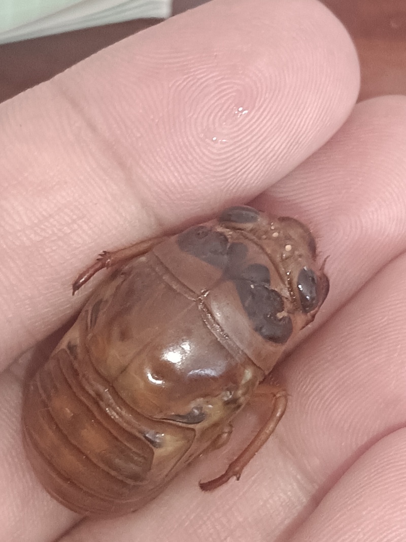 金蝉