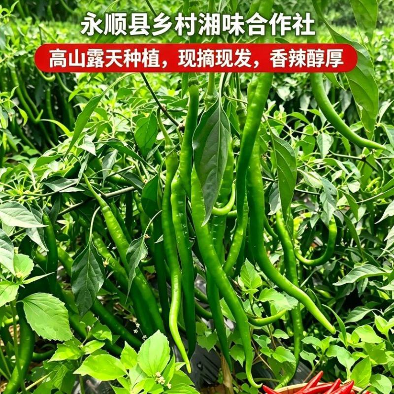 湖南湘西精品314螺丝椒香辣薄皮软皮