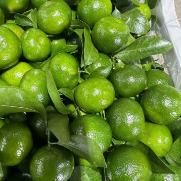 大量需要青皮蜜桔