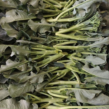青花薹6号杂交西兰苔种子中晚熟侧枝多耐热耐寒春秋蔬菜种籽
