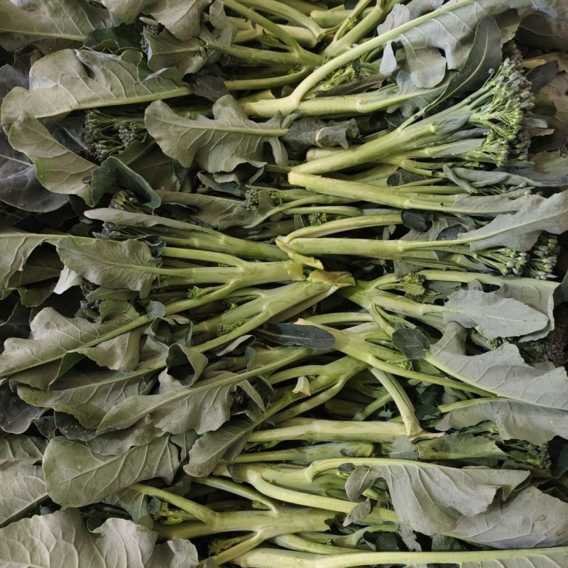 青花薹6号杂交西兰苔种子中晚熟侧枝多耐热耐寒春秋蔬菜种籽