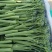青花薹6号杂交西兰苔种子中晚熟侧枝多耐热耐寒春秋蔬菜种籽