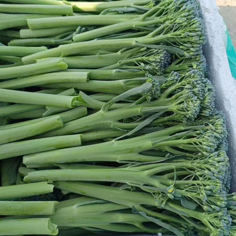 青花薹6号杂交西兰苔种子中晚熟侧枝多耐热耐寒春秋蔬菜种籽