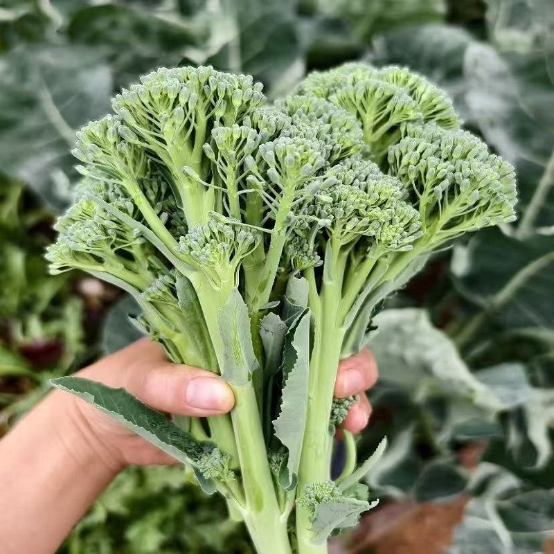 青花薹6号杂交西兰苔种子中晚熟侧枝多耐热耐寒春秋蔬菜种籽