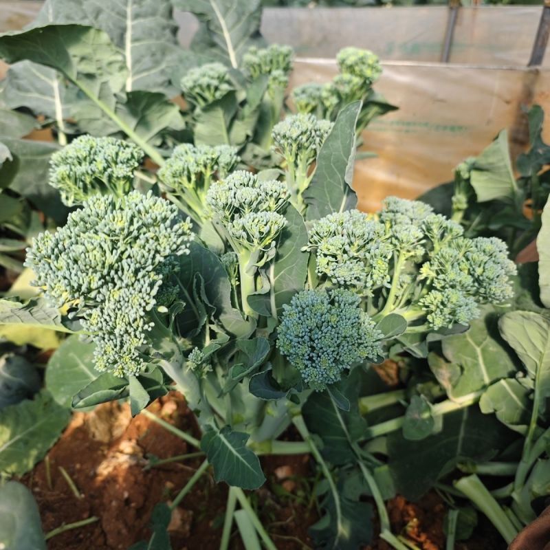 青花薹6号杂交西兰苔种子中晚熟侧枝多耐热耐寒春秋蔬菜种籽