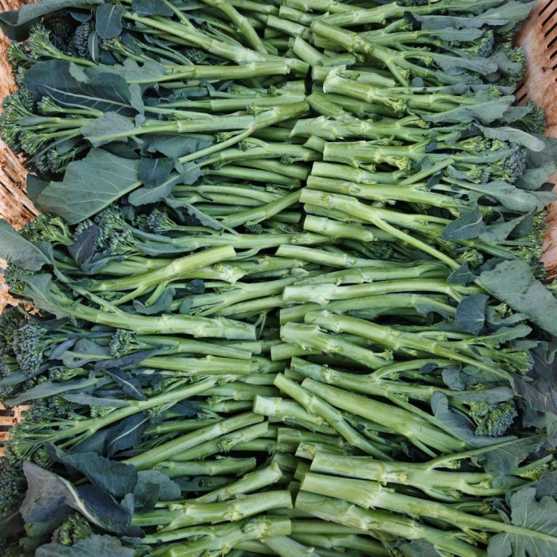 青花薹6号杂交西兰苔种子中晚熟侧枝多耐热耐寒春秋蔬菜种籽