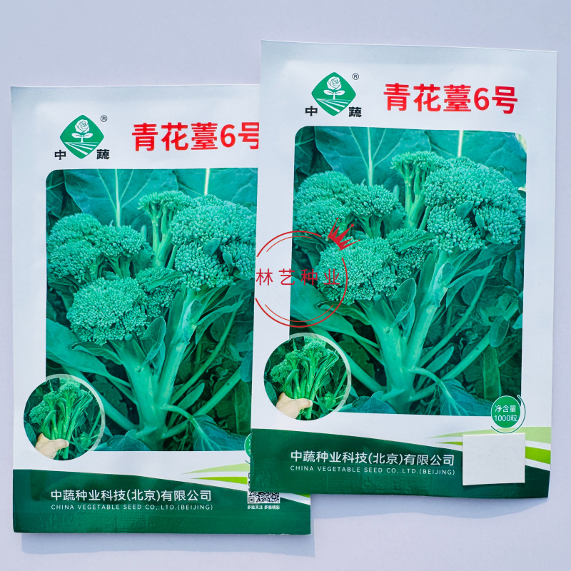 青花薹6号杂交西兰苔种子中晚熟侧枝多耐热耐寒春秋蔬菜种籽