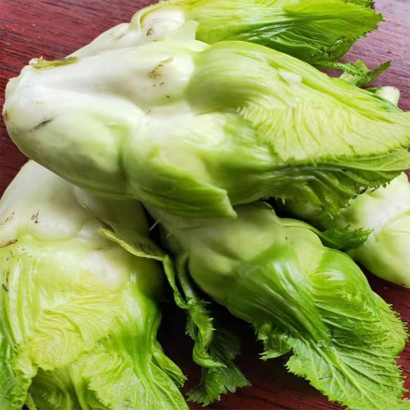 早优娃娃儿菜种子早熟儿菜种籽优质儿菜种子母子菜种子榨菜种