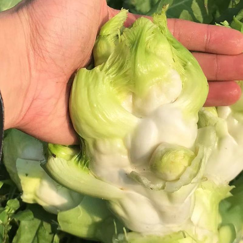 早优娃娃儿菜种子早熟儿菜种籽优质儿菜种子母子菜种子榨菜种