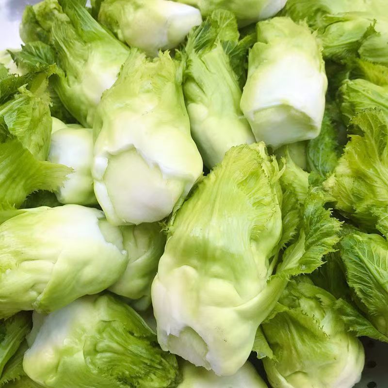 早优娃娃儿菜种子早熟儿菜种籽优质儿菜种子母子菜种子榨菜种