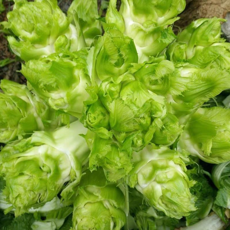 早研娃娃儿菜种子早熟耐寒儿菜种籽母子菜种子芥菜种子榨菜种