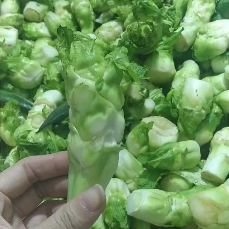 早研娃娃儿菜种子早熟耐寒儿菜种籽母子菜种子芥菜种子榨菜种