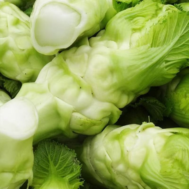 早研娃娃儿菜种子早熟耐寒儿菜种籽母子菜种子芥菜种子榨菜种