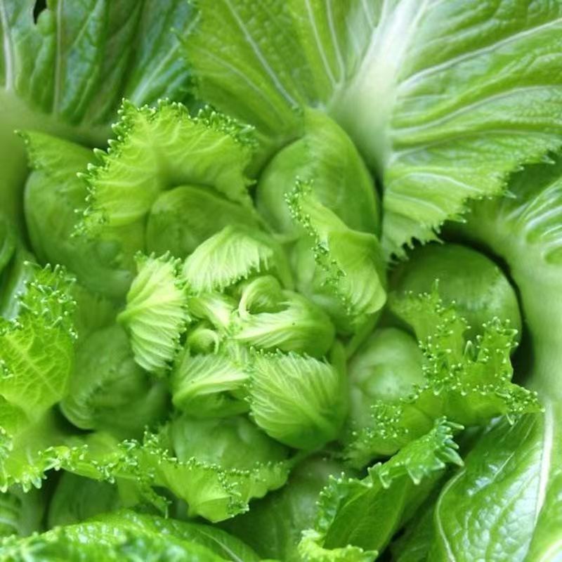 早早壹号儿菜种子心小儿多儿菜种籽榨菜种子芥菜种子榨菜种籽