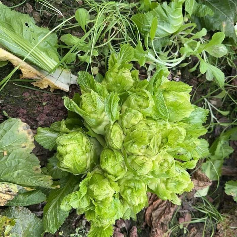 早早壹号儿菜种子心小儿多儿菜种籽榨菜种子芥菜种子榨菜种籽