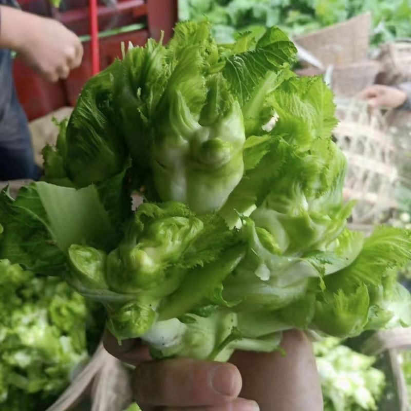 早早壹号儿菜种子心小儿多儿菜种籽榨菜种子芥菜种子榨菜种籽