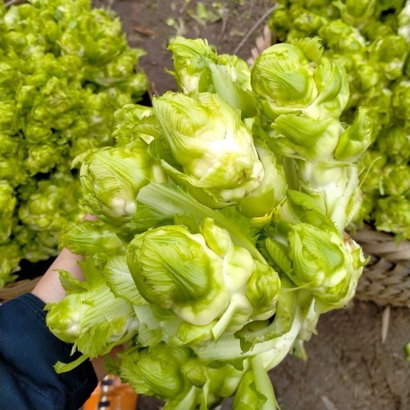早早壹号儿菜种子心小儿多儿菜种籽榨菜种子芥菜种子榨菜种籽