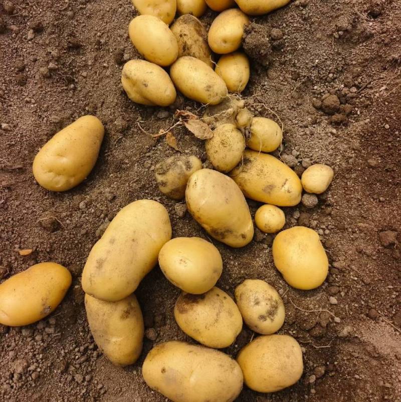 希森v7土豆大量上市产地直发量大从优欢迎来电