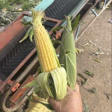 水果玉米🌽颗粒饱满、无虫、口感甜、产地直发