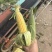 水果玉米🌽颗粒饱满、无虫、口感甜、产地直发
