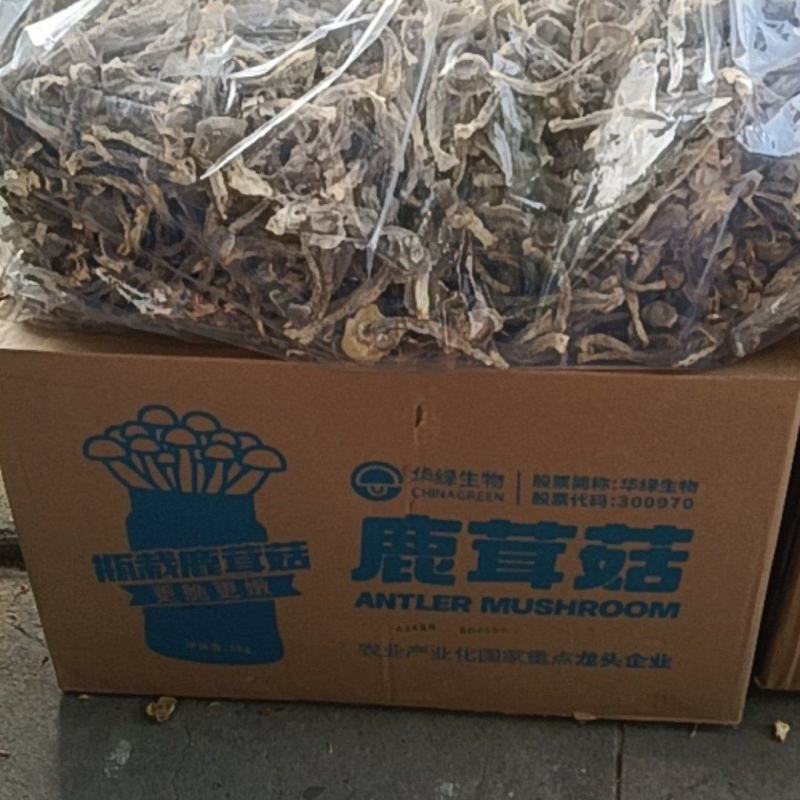 鹿茸菇