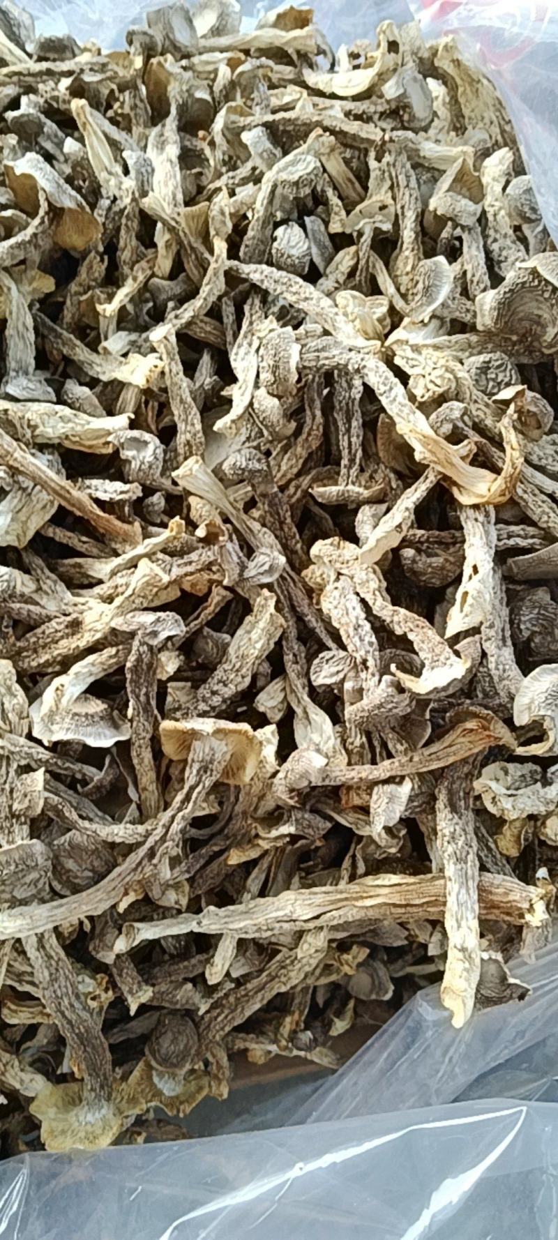 鹿茸菇