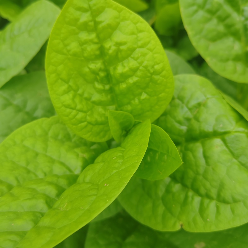 新鲜现摘木耳菜叶片肥厚厚实，汁水充盈，新鲜度拉满！