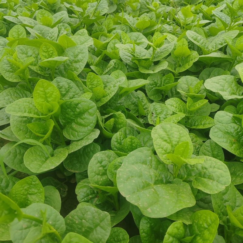 新鲜现摘木耳菜叶片肥厚厚实，汁水充盈，新鲜度拉满！