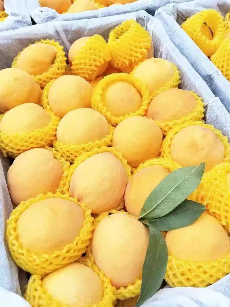 精品黄桃湖南一手货源质量保证货源充足对接电商商超
