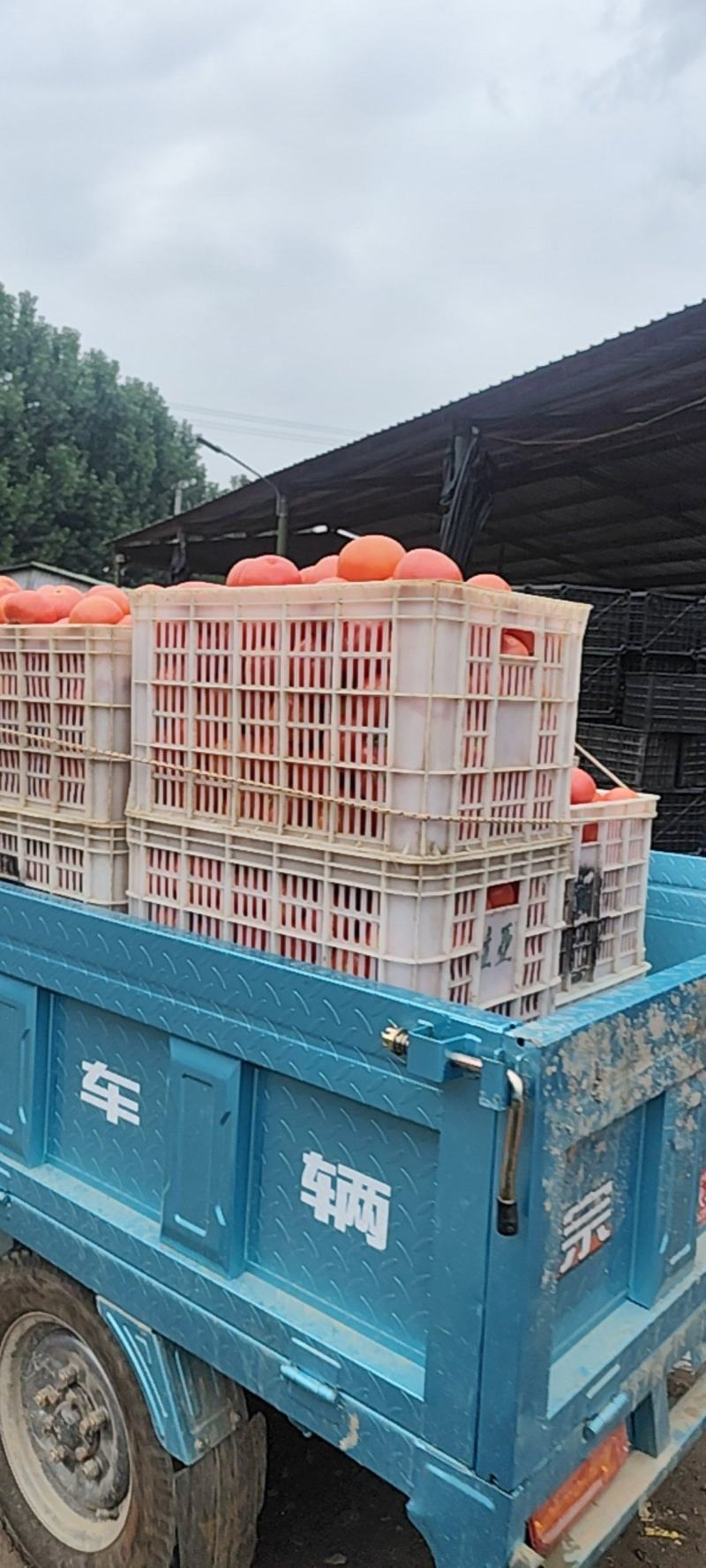 冷棚西红柿大量集中上市